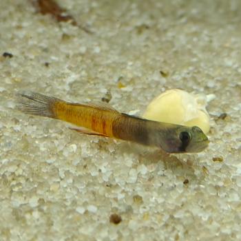 Sicyopus zosterophorus