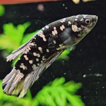 Betta splendens (vrouw) avatar copper