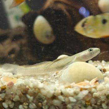 Sicyopus cebuensis