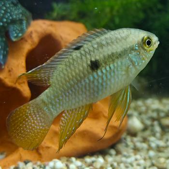 Laetacara curviceps