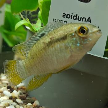 Laetacara curviceps