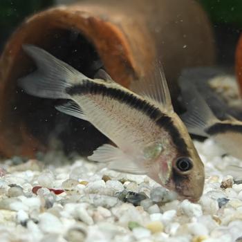 Corydoras arcuatus