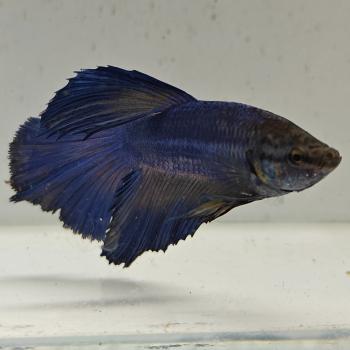 betta splendens man