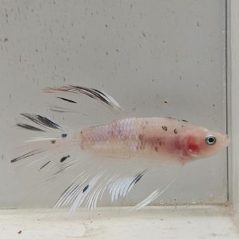 betta splendens man