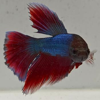 betta splendens man