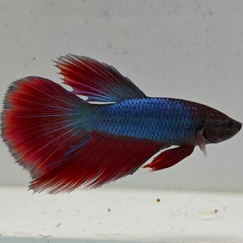betta splendens man