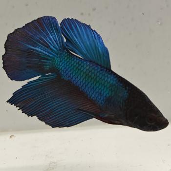 betta splendens man