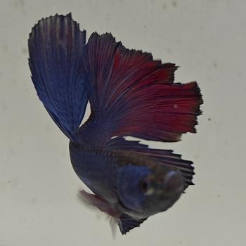 betta splendens man