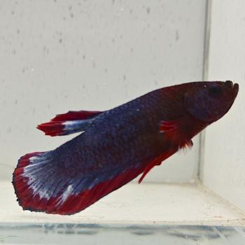 betta splendens man