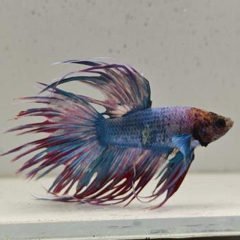 betta splendens man