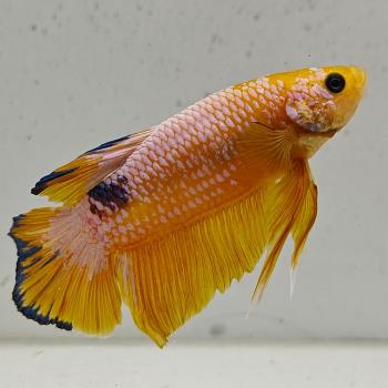 betta splendens man