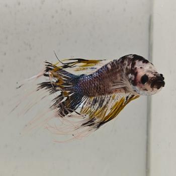 betta splendens man