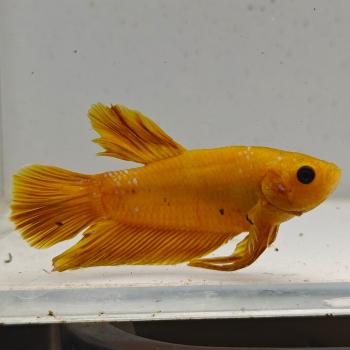 betta splendens man
