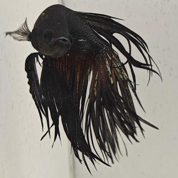 betta splendens man