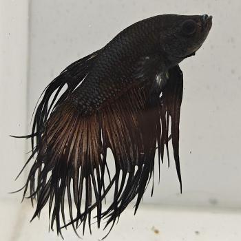 betta splendens man
