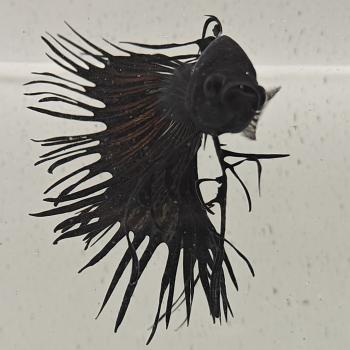betta splendens man