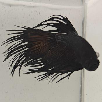 betta splendens man