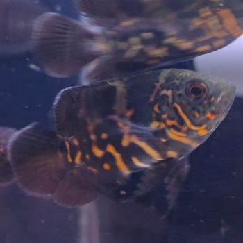 Astronotus ocellatus