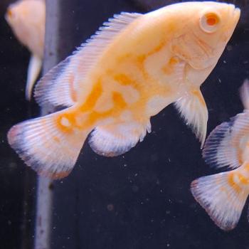 Astronotus ocellatus