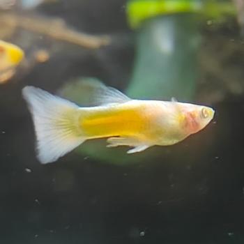 lebistus reticulatus