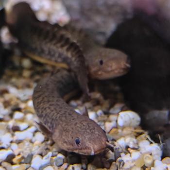 Polypterus teugelsi