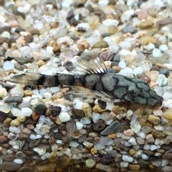 l-519 Ancistrus sp. kiefner