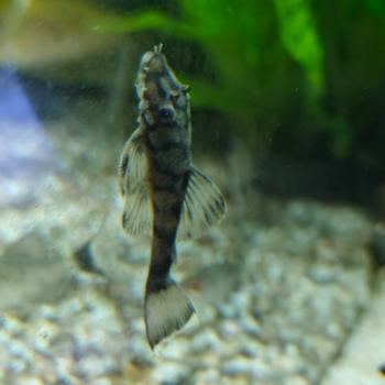 l-519 Ancistrus sp. kiefner