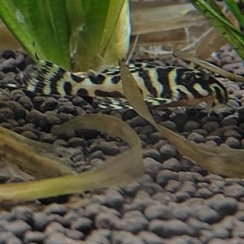 L236 Hypancistrus species