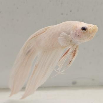 betta splendens man