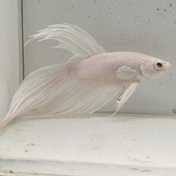 betta splendens man