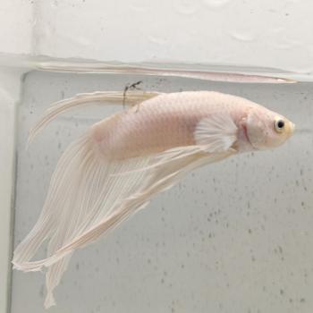 betta splendens man