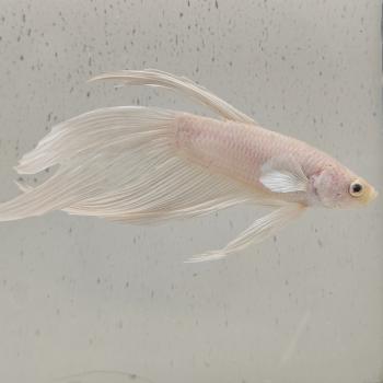 betta splendens man