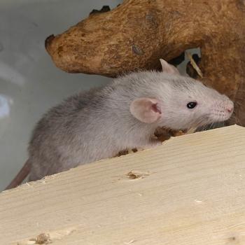 Rattus norvegicus