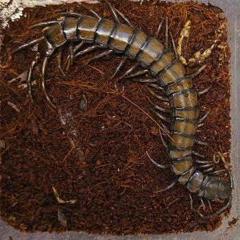 Rhysida species