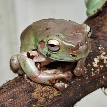 Litoria caerulea