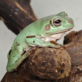 Litoria caerulea
