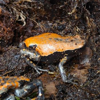 Phrynomantis microps