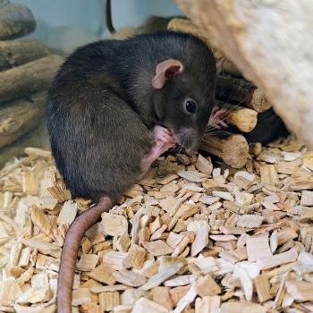 Rattus norvegicus