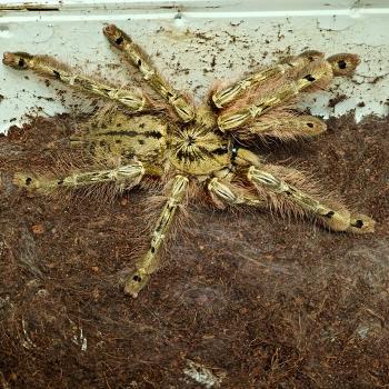 Stromatopelma calceatum