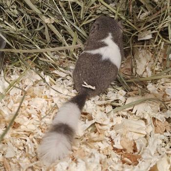 Graphiurus murinus