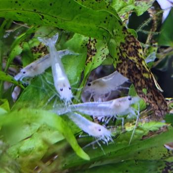Caridina Japonica (snowwhite)