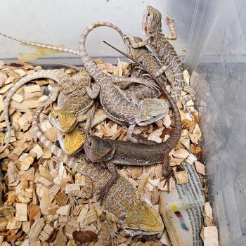 pogona viticeps