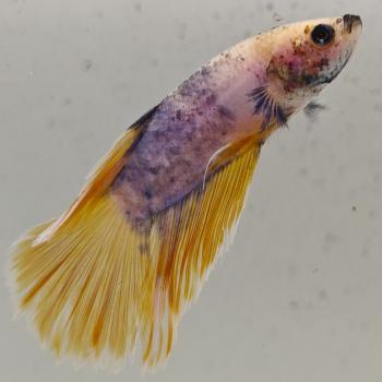 betta splendens man