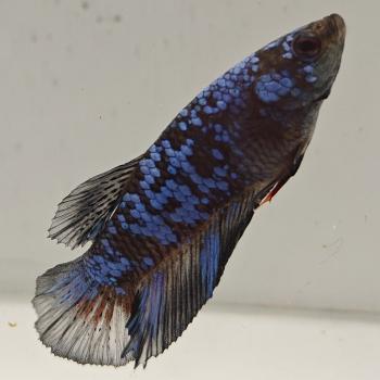 betta splendens man