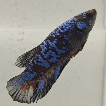betta splendens man