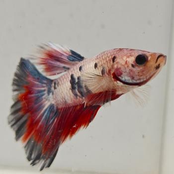 betta splendens man