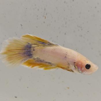 betta splendens man