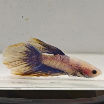 betta splendens man