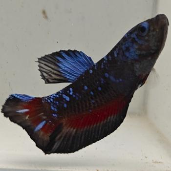 betta splendens man