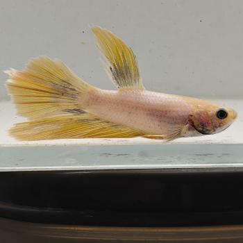 betta splendens man